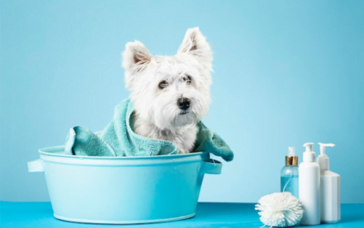 CONSEJOS PARA EL ASEO DE TU MASCOTA Y TU CASA