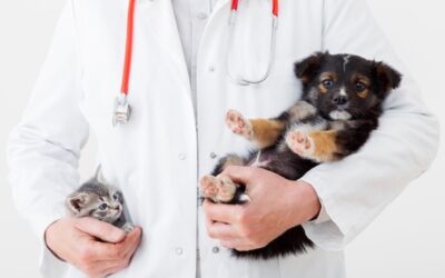 14 CONSEJOS PARA AYUDAR A TU MASCOTA A VIVIR MÁS TIEMPO