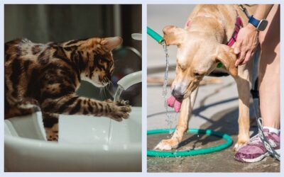 OLA DE CALOR EN COLOMBIA, 8 CONSEJOS PARA EL CUIDADO DE PERROS Y GATOS.