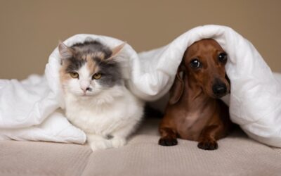 ¿CÓMO CUIDAR A MI MASCOTA PARA QUE NO SUFRA CON LA PÓLVORA?